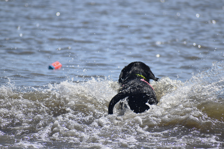 How To Get Your Dog To Like Swimming - Uniquely Nomad