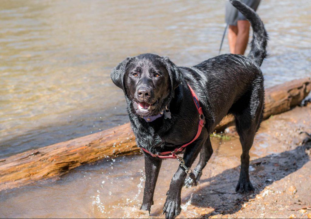 Cleo in the water