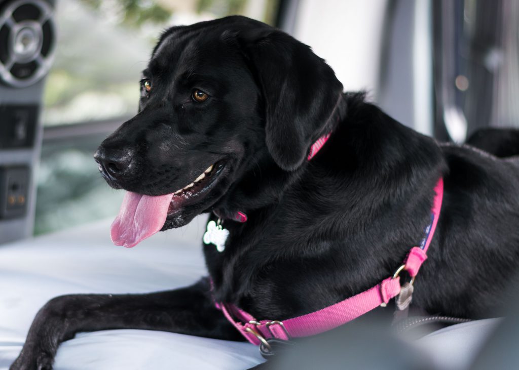 Cleo in the van